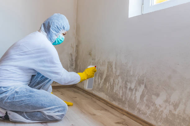 Licensed Mold Inspection service in Islip Terrace, NY - WQB Mold Removal